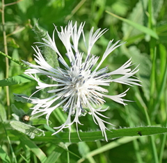 Centaurea napulifera
