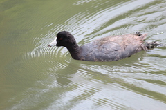 Fulica americana