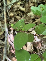 Euphorbia mercurialina