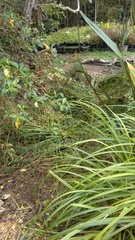 Carex geminata