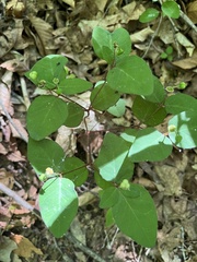 Euphorbia mercurialina