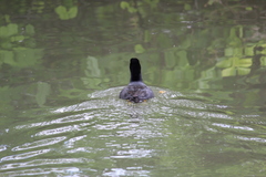 Fulica americana
