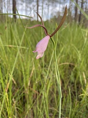 Cleistesiopsis
