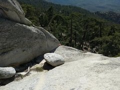 Heuchera hirsutissima