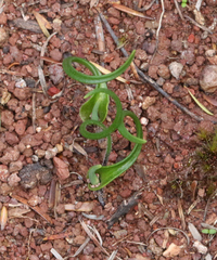 Thelymitra matthewsii
