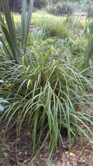 Carex geminata