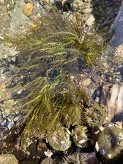 Desmarestia ligulata