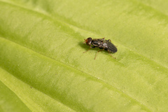 Chyliza leguminicola