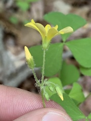 Oxalis grandis