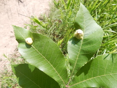 Phylloxera notabilis