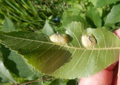 Phylloxera notabilis