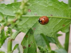 Coccinella septempunctata