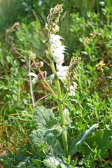 Salvia argentea
