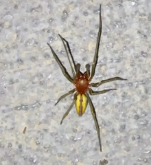 Cheiracanthium punctorium
