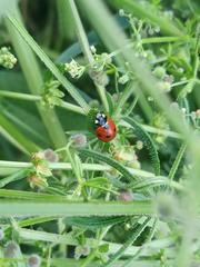 Coccinella septempunctata