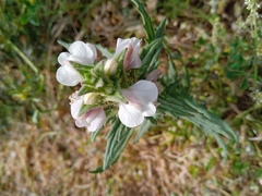 Bellardia trixago