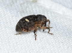 Eubulus bisignatus