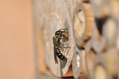 Chelostoma florisomne