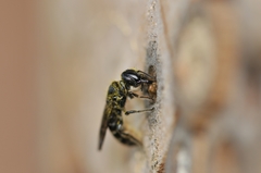 Chelostoma florisomne