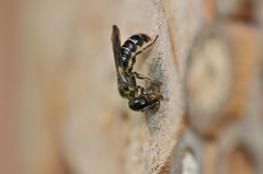 Chelostoma florisomne