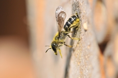 Chelostoma florisomne