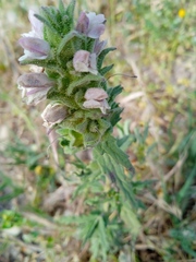 Bellardia trixago