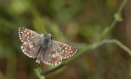 Oberthür's grizzled skipper