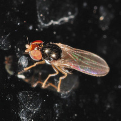 Leiomyza