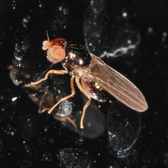 Leiomyza