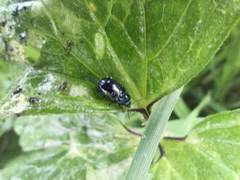 Gastrophysa janthina