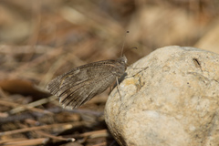 Hipparchia statilinus