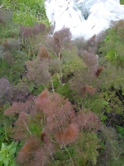 Foeniculum vulgare dulce