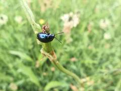Gastrophysa janthina