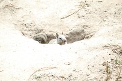 Otospermophilus beecheyi