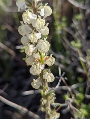 Sairocarpus coulterianus