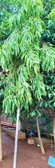 Phyllanthus emblica