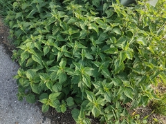Urtica dioica