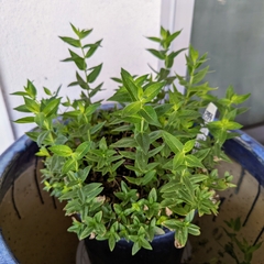 Pycnanthemum californicum