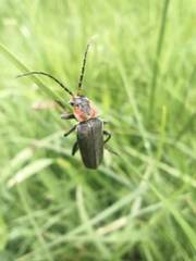 Cantharis reichei