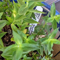 Pycnanthemum californicum