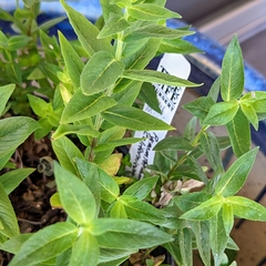 Pycnanthemum californicum