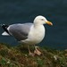 Larus argentatus - Photo (c) Andrew Thompson,  זכויות יוצרים חלקיות (CC BY-NC), uploaded by Andrew Thompson