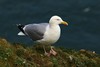 Herring Gull - Photo (c) Andrew Thompson, some rights reserved (CC BY-NC), uploaded by Andrew Thompson