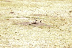 Otospermophilus beecheyi