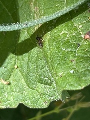 Synemosyna formica