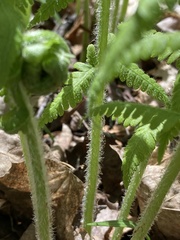 Deparia acrostichoides