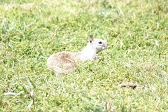 Otospermophilus beecheyi