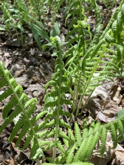 Deparia acrostichoides