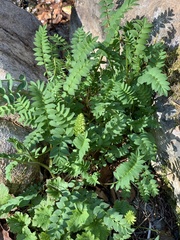 Polemonium pulcherrimum