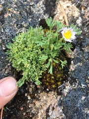 Erigeron compositus